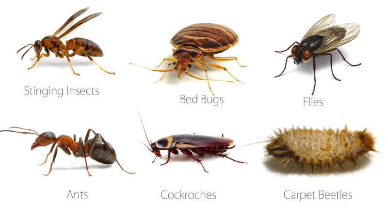 Canine Bed Bug Inspections Canine Bed Bug Inspections